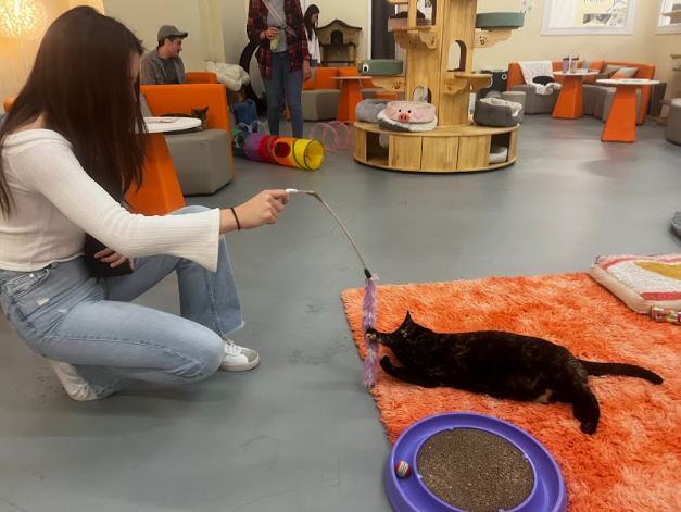 Pawz Pet Cafe Review: Newest Cat Cafe in Carmel