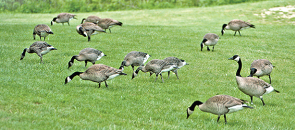 Geese Problems in Indiana
